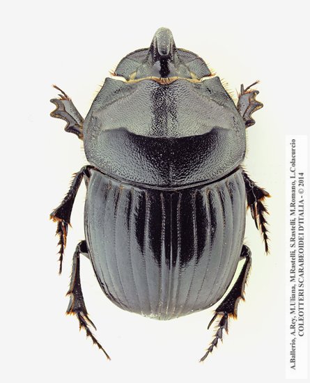 Copris hispanus hispanus, maschio